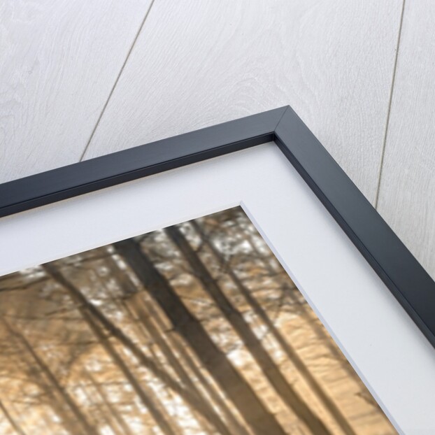 Misty forest with sunrays by Assaf Frank